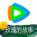 猫七小主